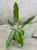 Zdjęcie rośliny Philodendron Fatboy yellow, ujęcie 1