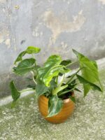 Zdjęcie rośliny Philodendron Lime Fiddle, ujęcie 2