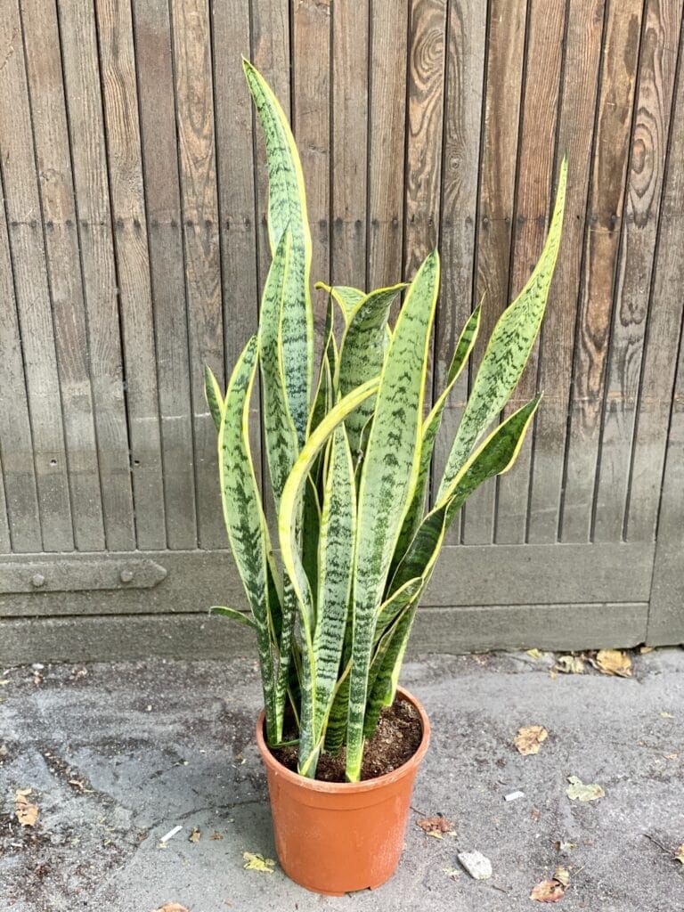 Zdjęcie rośliny Sansevieria Laurenti, ujęcie 1