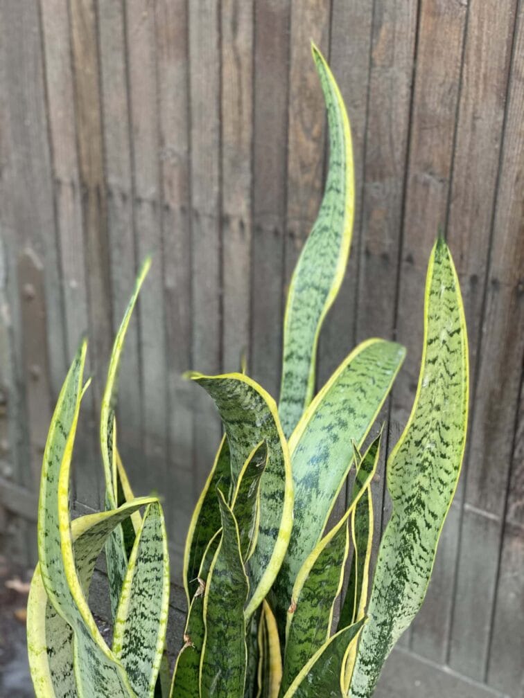 Zdjęcie rośliny Sansevieria Laurenti, ujęcie 2