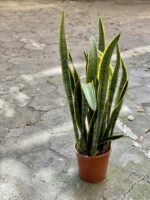 Zdjęcie rośliny Sansevieria Laurenti, ujęcie 3
