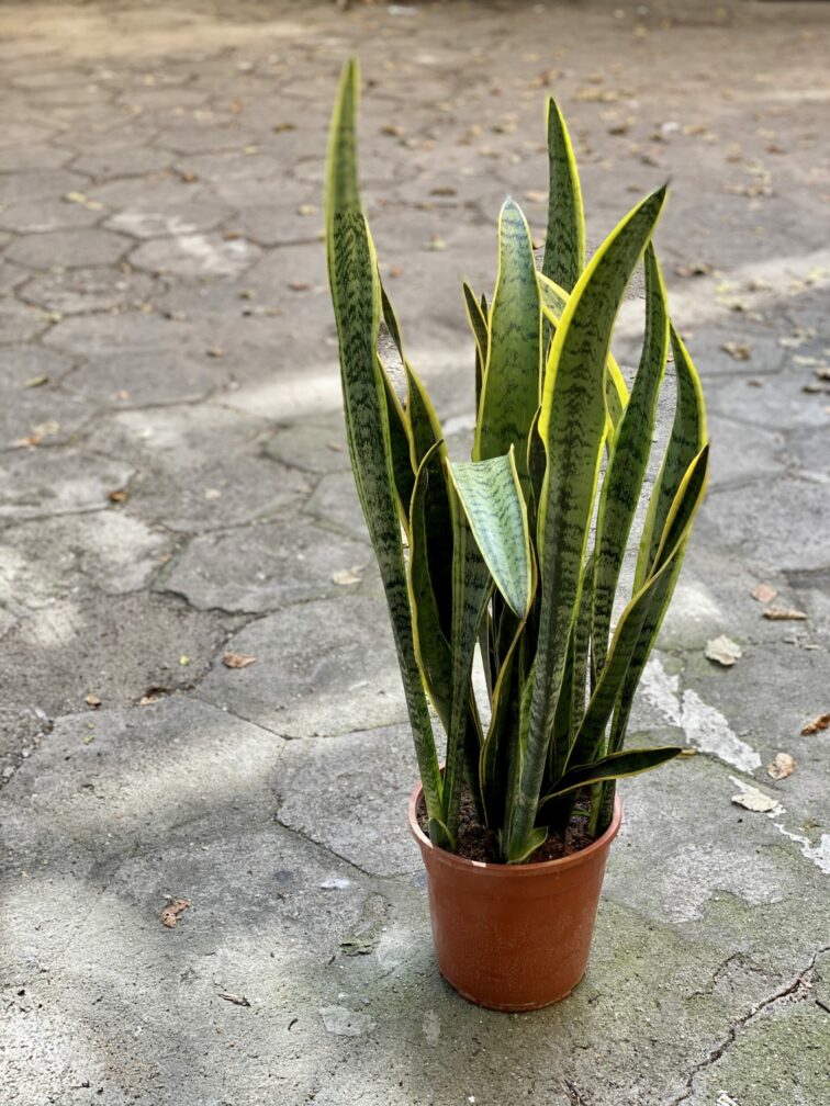 Zdjęcie rośliny Sansevieria Laurenti, ujęcie 3