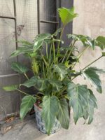Zdjęcie rośliny Thaumatophyllum Xanadu, ujęcie 3