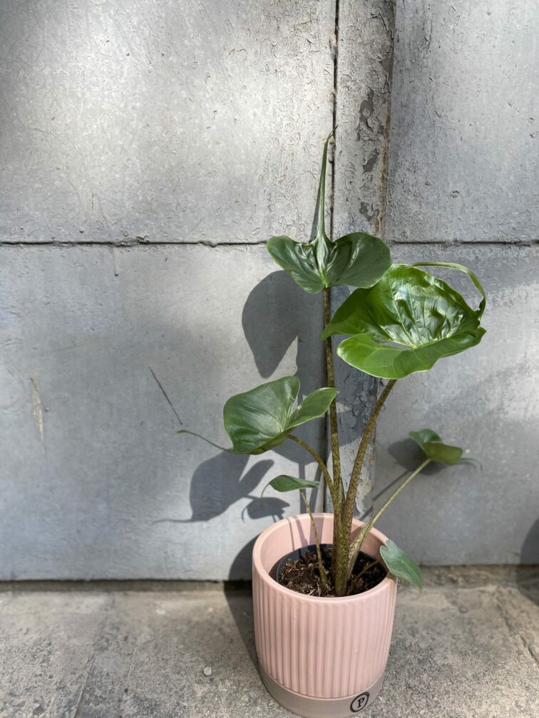 Zdjęcie rośliny Alocasia stingray (10x40), ujęcie 1