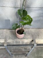Zdjęcie rośliny Alocasia stingray (10x40), ujęcie 3