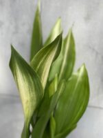 Zdjęcie rośliny Aspidistra Variegata (17x80), ujęcie 3