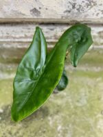 Zdjęcie rośliny Alocasia Little Zebrina (11x50), ujęcie 2