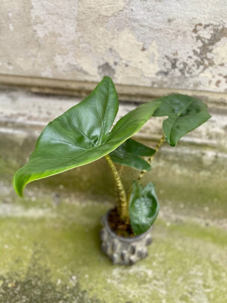 Zdjęcie rośliny Alocasia Little Zebrina (11x50), ujęcie 3