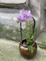 Zdjęcie rośliny Phalaenopsis Pink, ujęcie 1