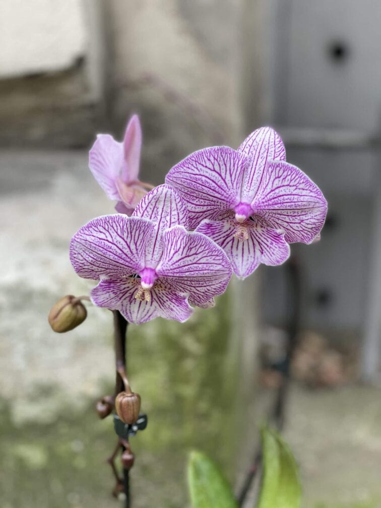 Zdjęcie rośliny Phalaenopsis Pink, ujęcie 2