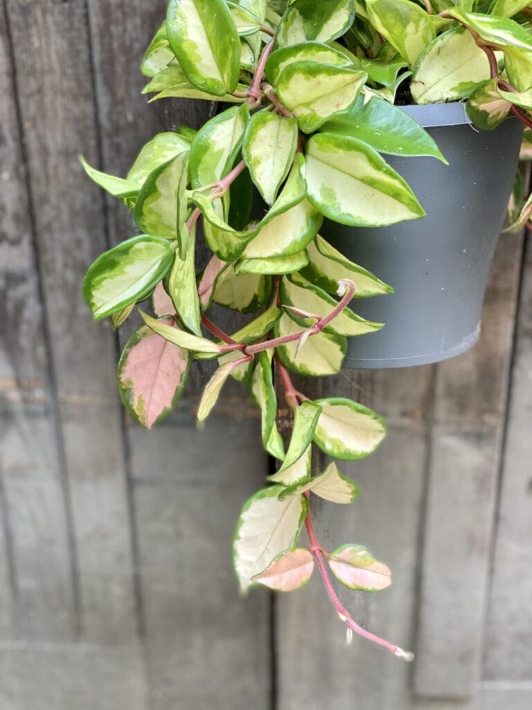 Zdjęcie rośliny Hoya Carnosa Tricolor, ujęcie 2 Hoja