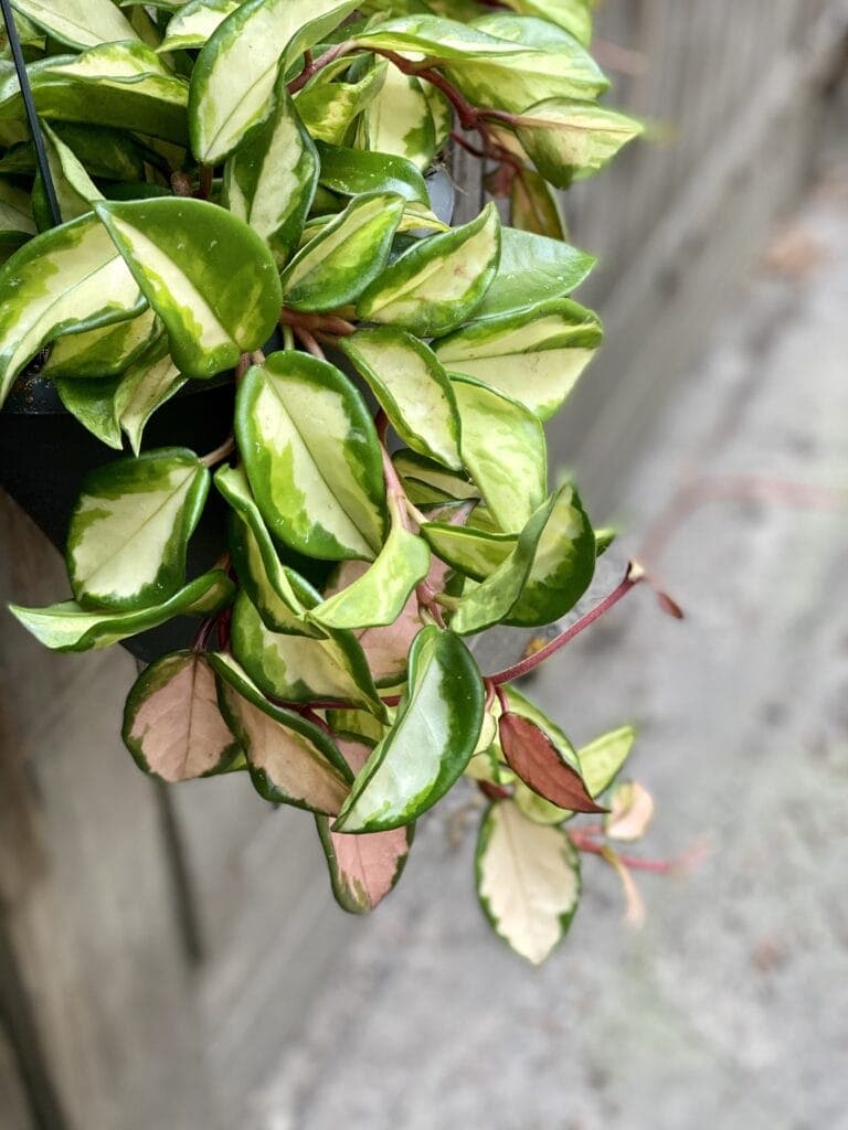 Zdjęcie rośliny Hoya Carnosa Tricolor, ujęcie 3