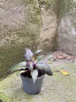 Zdjęcie rośliny Gynura Aurantiaca (Ginura Pomarańczowa), ujęcie 2