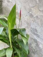 Zdjęcie rośliny Heliconia psittacorum Hawaii, ujęcie 1