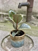 Zdjęcie rośliny Ficus Elastica Tineke, ujęcie 3