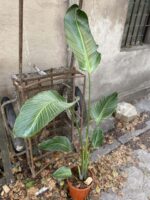 Zdjęcie rośliny Strelitzia nicolai variegata, ujęcie 1