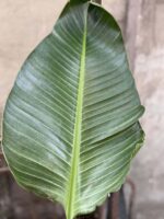 Zdjęcie rośliny Strelitzia nicolai variegata, ujęcie 2