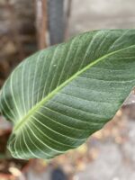 Zdjęcie rośliny Strelitzia nicolai variegata, ujęcie 3