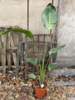 Zdjęcie rośliny Strelitzia nicolai variegata, ujęcie 4
