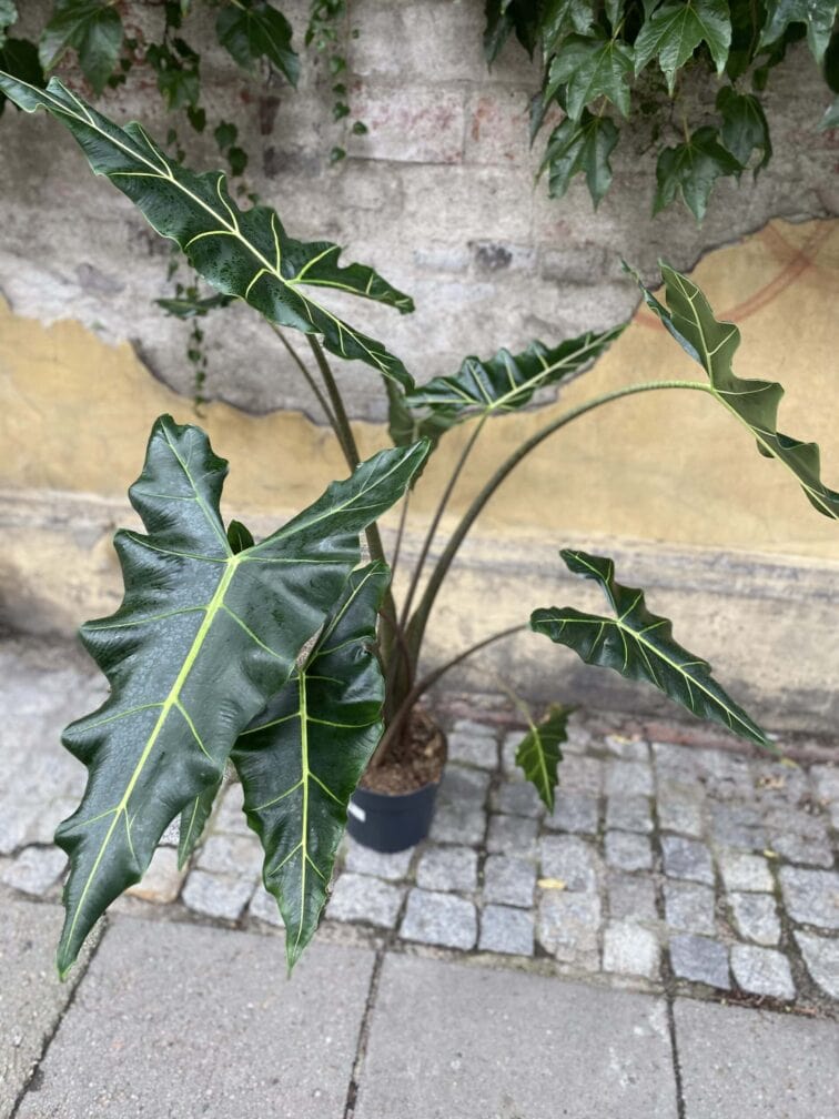 Zdjęcie rośliny Alocasia Sarian, ujęcie 1