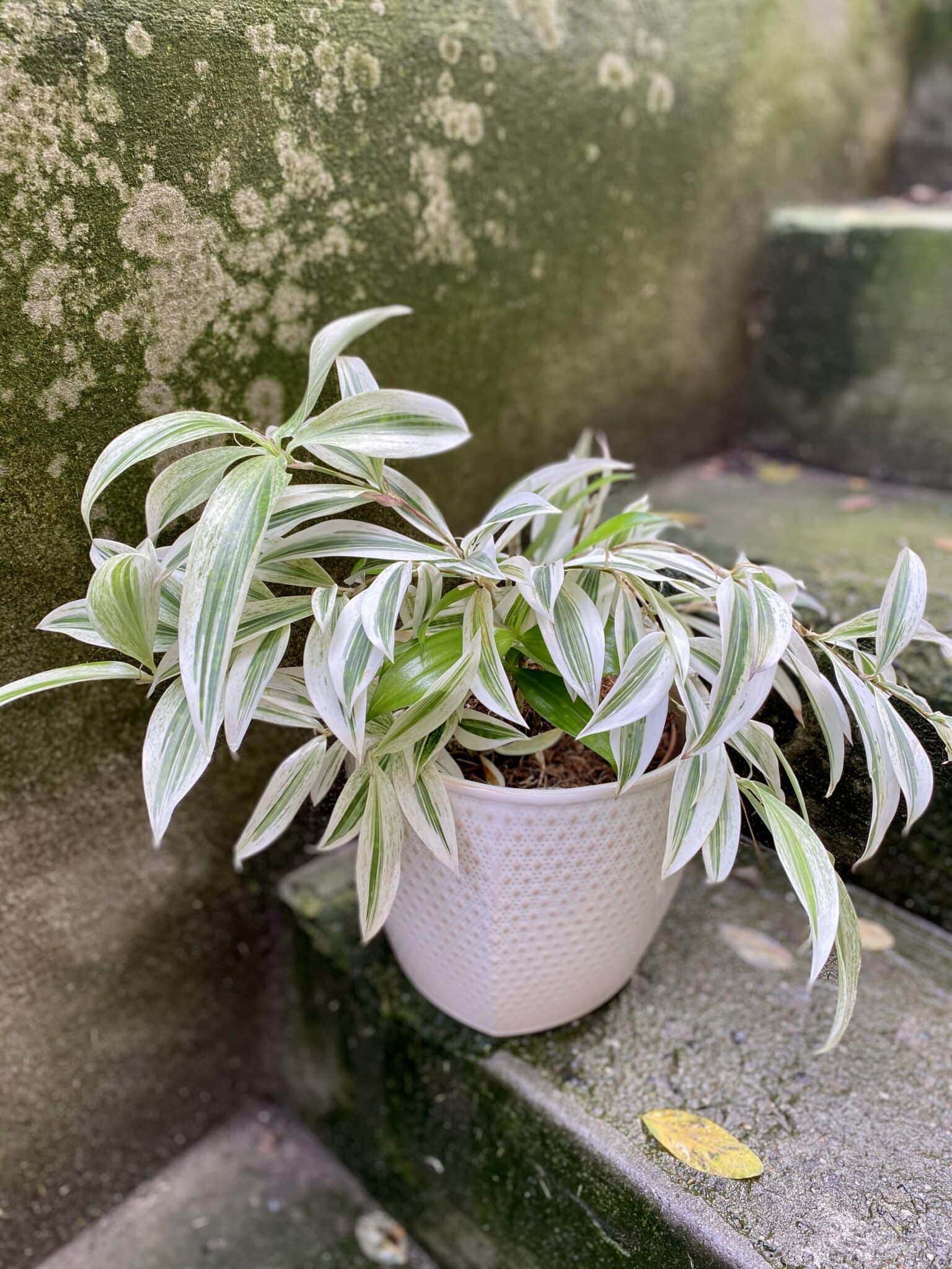 Dracaena surculosa Golden Dragon (Dracena) Jungle Boogie