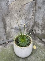 Zdjęcie rośliny Mikado Syngonanthus, ujęcie 2