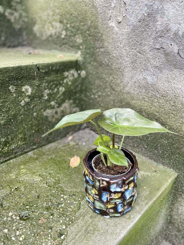 Zdjęcie rośliny Alocasia wentii, ujęcie 1
