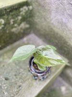 Zdjęcie rośliny Alocasia wentii, ujęcie 2