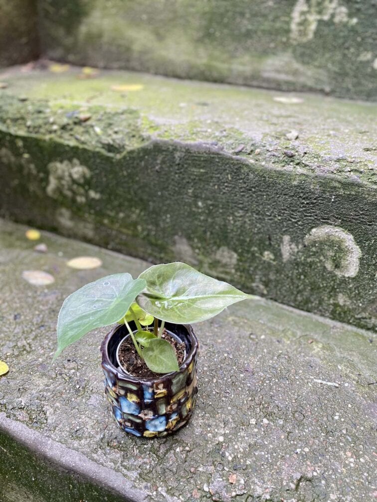 Zdjęcie rośliny Alocasia wentii, ujęcie 3