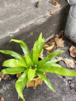 Zdjęcie rośliny Asplenium scolopendrium, ujęcie 1