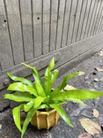 Zdjęcie rośliny Asplenium scolopendrium, ujęcie 2