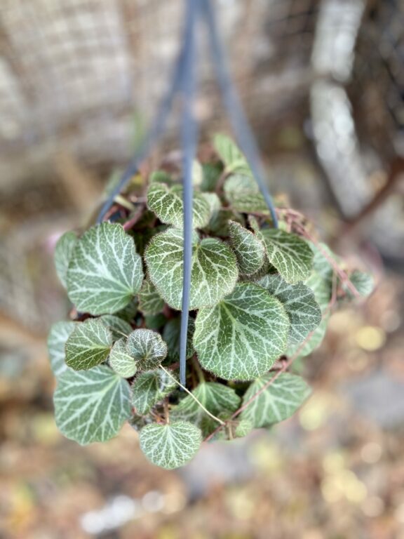 Zdjęcie rośliny Saxifraga stolonifera, ujęcie 1