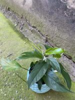 Zdjęcie rośliny Epipremnum Pinnatum, ujęcie 3