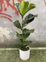 Zdjęcie doniczki lub oslonki: Osłonka Bamboo 17x19 cm, ujęcie 2