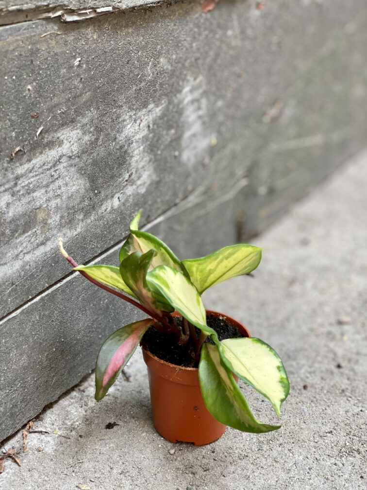 Zdjęcie rośliny Hoya Carnosa Tricolor, ujęcie 2