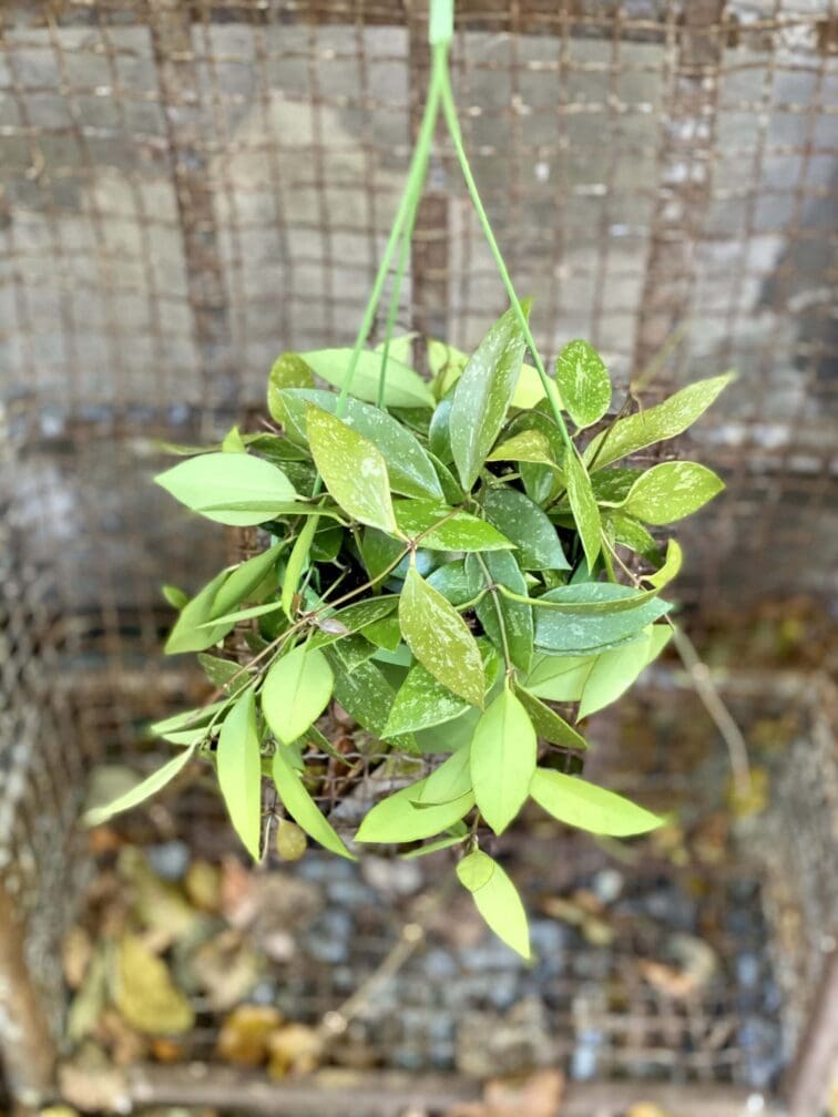 Zdjęcie rośliny Hoya Memoria Gracilis, ujęcie 1