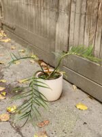 Zdjęcie doniczki lub oslonki: Osłonka White Nights 15x15 cm, ujęcie 2