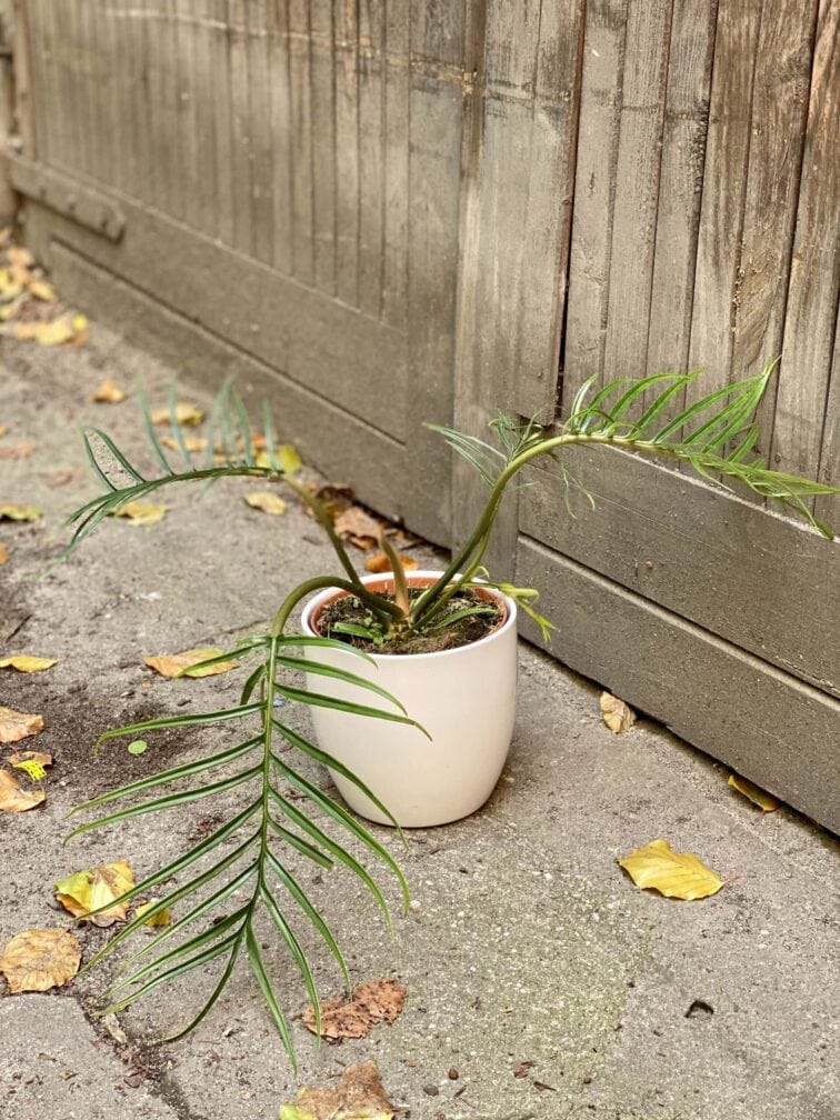 Zdjęcie doniczki lub oslonki: Osłonka White Nights 15x15 cm, ujęcie 2