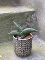 Zdjęcie rośliny Sansevieria Samurai, ujęcie 3