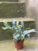 Zdjęcie rośliny Phlebodium aureum "Blue Star", ujęcie 3
