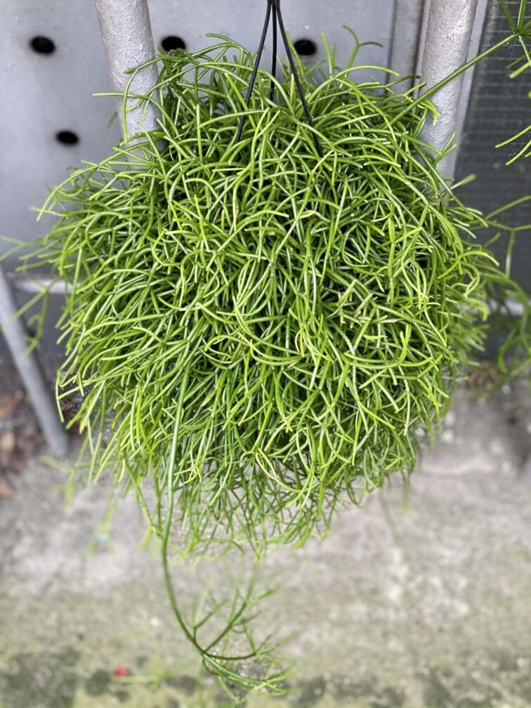 Zdjęcie rośliny Rhipsalis cassutha Cassera (Patyczak), ujęcie 1