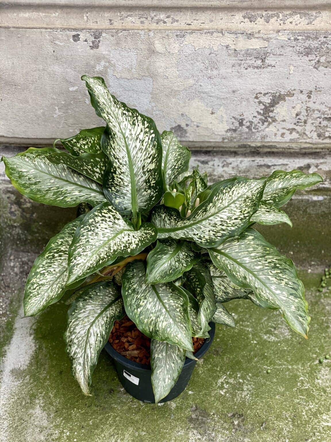 Dieffenbachia Tiki Jungle Boogie
