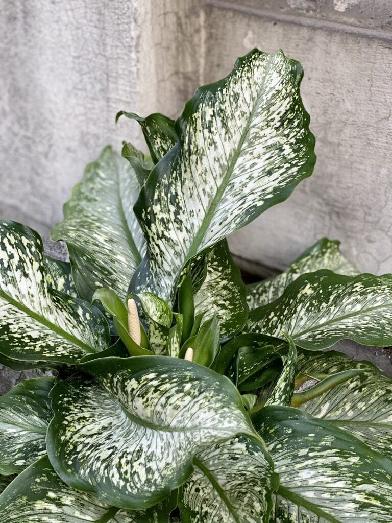 Dieffenbachia Tiki Jungle Boogie