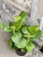 Zdjęcie rośliny Ficus benghalensis Audrey Yellow (Fikus bengalski), ujęcie 1