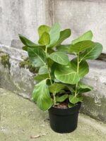 Zdjęcie rośliny Ficus benghalensis Audrey Yellow (Fikus bengalski), ujęcie 3