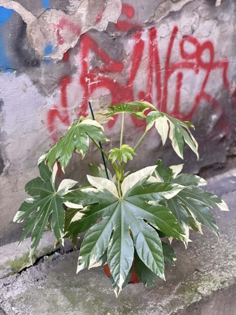 Zdjęcie rośliny Fatsia Variegata, ujęcie 1