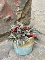 Zdjęcie rośliny Peperomia Caperata Mendoza, ujęcie 1