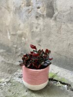 Zdjęcie rośliny Peperomia columbiana, ujęcie 1