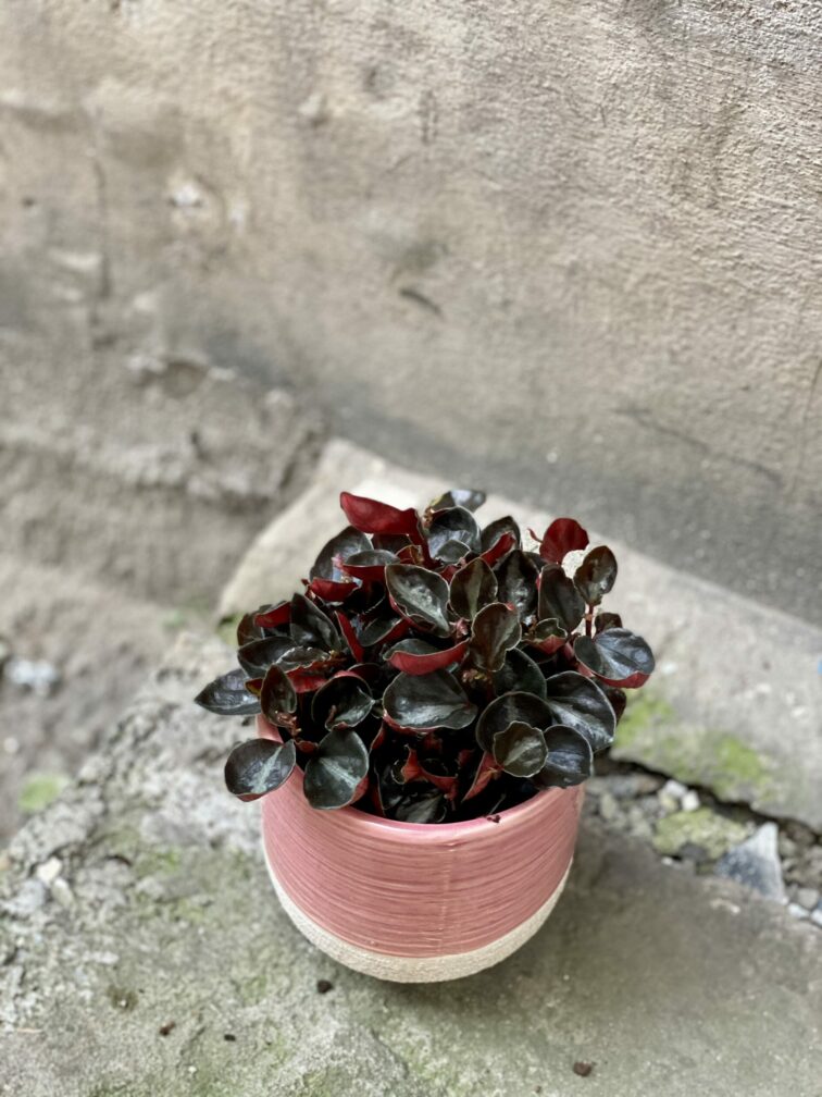 Zdjęcie rośliny Peperomia columbiana, ujęcie 4