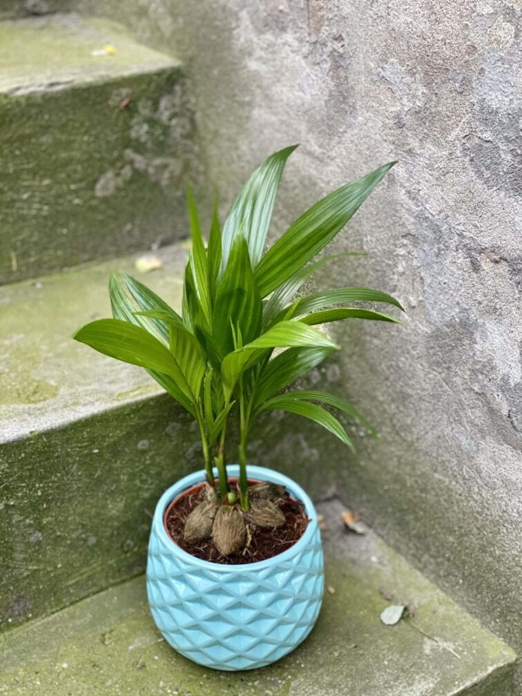 Zdjęcie rośliny Areca Catechu (Palma Betelowa), ujęcie 1